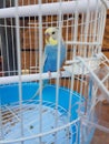 Parrot blue in a cage of pet shop Royalty Free Stock Photo