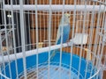 Parrot blue in a cage of pet shop Royalty Free Stock Photo