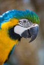 Parrot Blue Gold Macaw Royalty Free Stock Photo