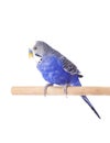 Parrot blue pet. Budgie blue, isolated on white background. Budgerigar in full growth