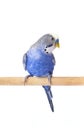 Parrot blue pet. Budgie blue, isolated on white background. Budgerigar in full growth