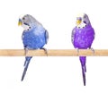 Parrot blue and purple. Budgie blue, isolated on white background. Budgerigar in full growth