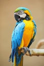 Parrot - Blue Yellow Macaw