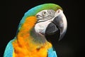 Parrot - Blue Yellow Macaw