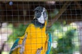 Parrot ,Blue yellow macaw captive behind fence Royalty Free Stock Photo