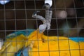 Parrot ,Blue yellow macaw captive behind fence Royalty Free Stock Photo