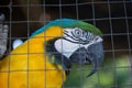 Parrot ,Blue yellow macaw captive behind fence Royalty Free Stock Photo