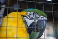 Parrot ,Blue yellow macaw captive behind fence Royalty Free Stock Photo