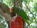 Parrot on a branch . Beautiful