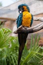 Parrot on a branch