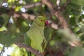 Parrot on the branch. green Indian parrot resting on a branch in greenery in Jerusalem Royalty Free Stock Photo