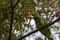 Parrot on the branch. green Indian parrot resting on a branch in greenery in Jerusalem Royalty Free Stock Photo