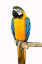 Parrot on a branch