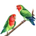 Parrot on a branch. Lovebirds watercolor tropical birds illustration, hand drawing painting Royalty Free Stock Photo