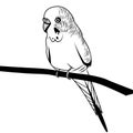Parrot budgie bird head illustration for t-shirt.