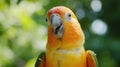 Parrot with bulging eyes