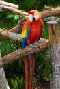 Parrot at the Butterfly World, Florida Royalty Free Stock Photo