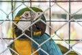 Parrot in cage Royalty Free Stock Photo