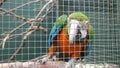 Parrot in a cage in Ireland