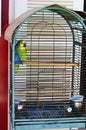 Parrot in a cage Royalty Free Stock Photo