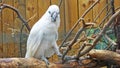 Parrot in a cage in a zoo