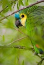Parrot camouflaged Royalty Free Stock Photo