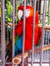 Parrot of the Canary Islands Royalty Free Stock Photo