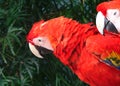 Parrot in cancun Royalty Free Stock Photo