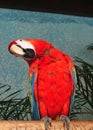 Parrot in cancun Royalty Free Stock Photo
