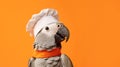 Parrot in chef's hat on an orange background, place for your text Royalty Free Stock Photo