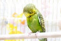 Parrot cleans feathers