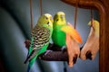 A parrot cleans feathers. and eats an apple. pet care. concept of vitamin deficiency in birds.Budgerigar on a branch by the mirror Royalty Free Stock Photo