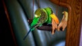 A parrot cleans feathers. and eats an apple. pet care. concept of vitamin deficiency in birds.Budgerigar on a branch by the mirror Royalty Free Stock Photo