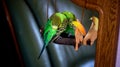 A parrot cleans feathers. and eats an apple. pet care. concept of vitamin deficiency in birds.Budgerigar on a branch by the mirror Royalty Free Stock Photo