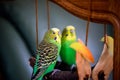 A parrot cleans feathers. and eats an apple. pet care. concept of vitamin deficiency in birds.Budgerigar on a branch by the mirror Royalty Free Stock Photo