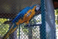 The parrot climbs on the bars of the cage on a hot summer day Royalty Free Stock Photo