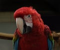 parrot