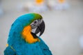 Parrot close up of an blue and yellow ara on the sand beach on the Mediterranean sea with blurred background Royalty Free Stock Photo