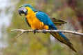 Parrot Royalty Free Stock Photo