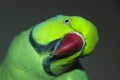 Indian Ringneck Parrot