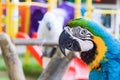 Parrot closeup portrait on parrots court Royalty Free Stock Photo