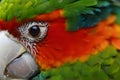 Parrot closeup view, beauty of nature and wildlife Royalty Free Stock Photo