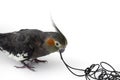 Parrot cockatiel gnawed the headphone cable on white background. Close up