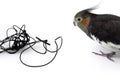 Parrot cockatiel gnawed the headphone cable on white background. Close up