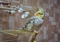 Parrot cockatiel sitting on the cage Royalty Free Stock Photo