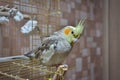 Parrot cockatiel sitting on the cage Royalty Free Stock Photo