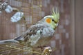 Parrot cockatiel sitting on the cage Royalty Free Stock Photo