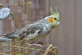 Parrot cockatiel sitting on the cage Royalty Free Stock Photo