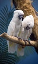Parrot cockatoo the Goffin Royalty Free Stock Photo