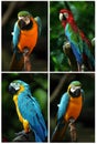 Parrot collection